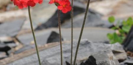 Androsace bulleyana; photo by Todd Boland