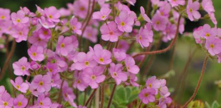 Androsace sarmentosa