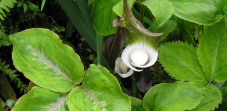 Arisaema sikokianum