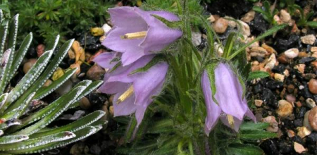 Campanula alpina