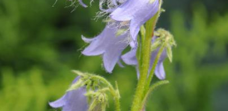 Campanula barbata