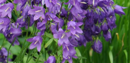 Campanula collina