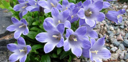 Campanula chamissonis; photo by Todd Boland