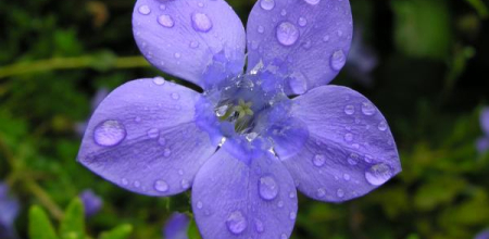 Cyananthus lobatus; photo by Todd Boland