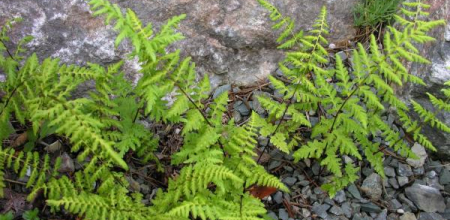 Cystopteris fragilis