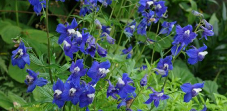 Delphinium kamaonense; photo by Todd Boland