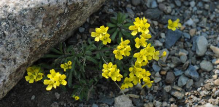 Draba incerta