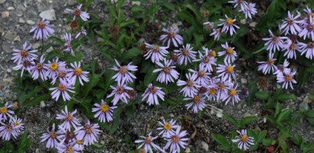 Eurybia siberica; growing in Alberta; photo by Todd Boland