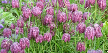 Fritillaria meleagris