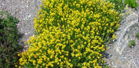 Genista sagittalis