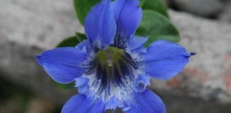 Gentiana cachemirica