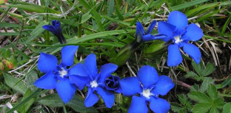 Gentiana verna, in the wilds of the Pyrenees.
