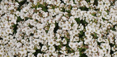 Gypsophila cerastoides