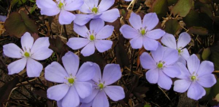 Jeffersonia dubia; photo by Todd Boland