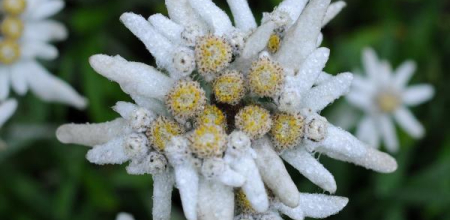 Leontopodium alpinum