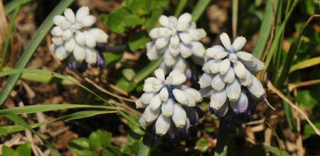 Muscari pallens, growing wild in the Greater Caucasus