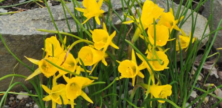 Narcissus bulbocodium 'Golden Bells'