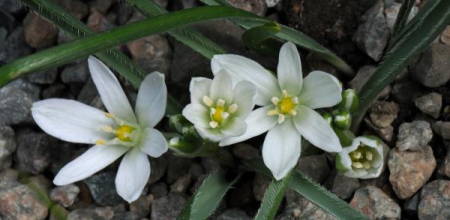 Ornithogalum fimbriatum