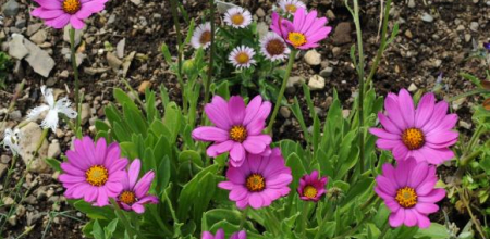 Osteospermum barberiae var. compactum; photo by Todd Boland