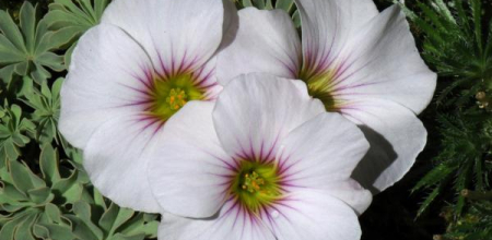 Oxalis 'Ute'; photo by Todd Boland