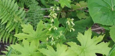 Peltoboykinia watanabei