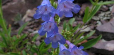 Penstemon albertinus