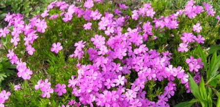 Phlox borealis