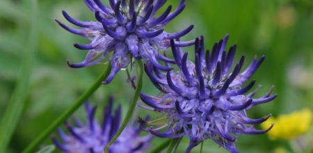 Phyteuma scheuchzeri