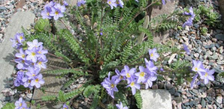Polemonium pulcherrimum