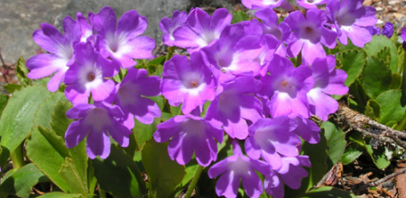 Primula pedemontana; photo by Todd Boland