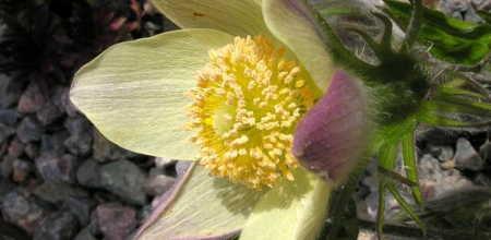 Pulsatilla patens subsp. flavescens; photo by Todd Boland