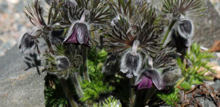 Pulsatilla pratensis 'Nigricans'