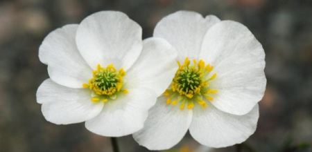 Ranunculus parnassifolius
