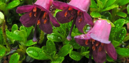 Rhododendron campylogynum