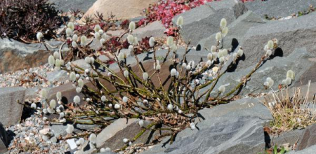Salix calcicola
