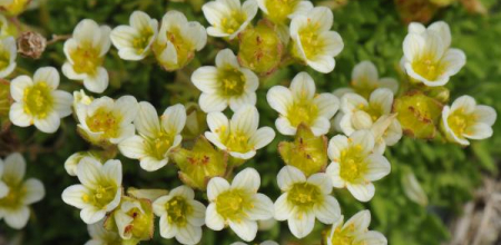 Saxifraga cespitosa