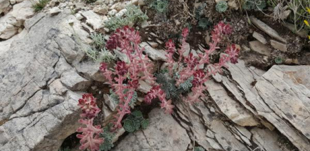 Saxifraga federici-augusti
