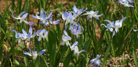 Scilla rosenii