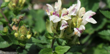 Scutellaria alpina; photo by Todd Boland