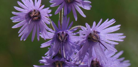 Soldanella hungarica