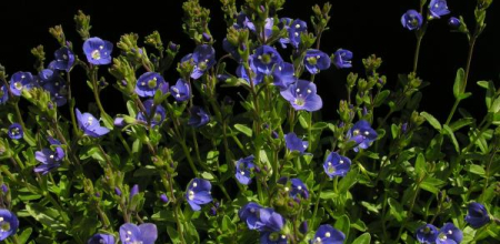 Veronica fruticans