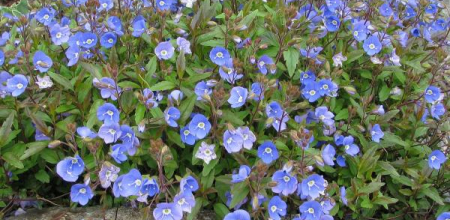 Veronica umbrosa 'georgia Blue'; photo by Todd Boland