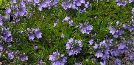 Veronica schmidtiana 'Nana'