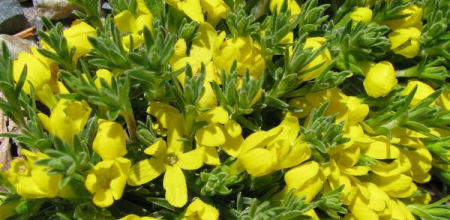 Vitaliana primuliflora; photo by Todd Boland