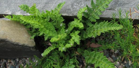 Woodsia ilvensis; photo by Todd Boland
