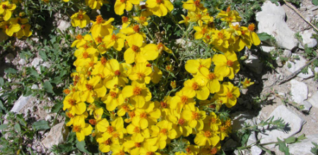 Zinnia grandiflora; photo by Todd Boland