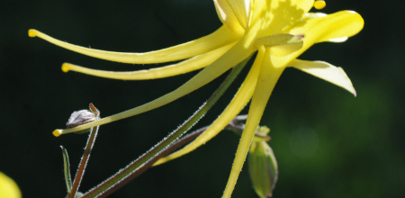 Aquilegia longissima