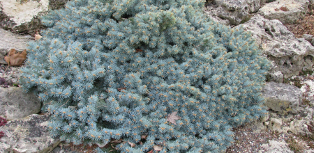 Picea pungens 'St. Mary's Broom'