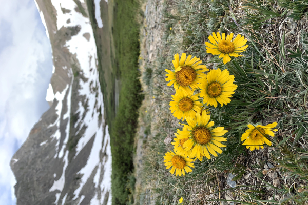 Old-Man-of-the-Mountain (Hymenoxys grandiflora).