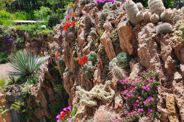 The vertical crevice garden with Ruschia pulvinaris in the foreground.